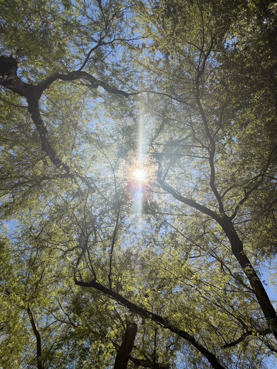 SDLC_11 Ambience cover, sunlight through a canopy of trees